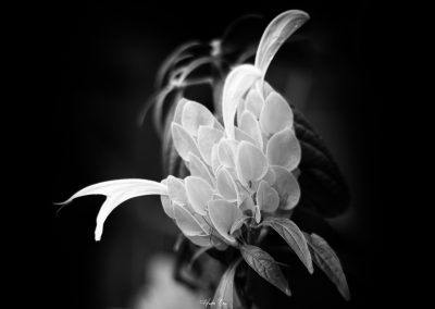 Hades-Emoi-Photographe-Nancy-Because i Love Her