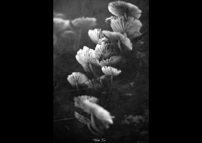 Hades-Emoi-Photographe-Nancy-Sign-of-times