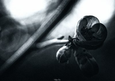 Liaison-au-fond-de-l-ame-hades-emoi-photos-nancy