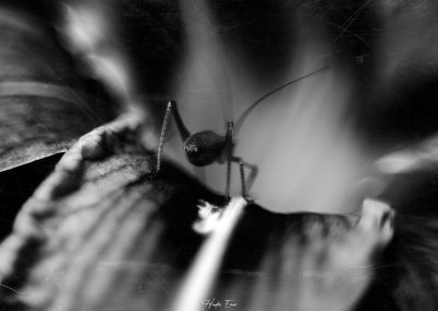 everything-would-be-love-Hades-Emoi-Photographe-Nancy