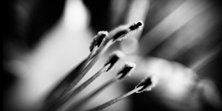 hades-emoi-photo-nancy-sign-temps-time-fleurs hades-emoi-photo-nancy-sign-temps-time-fleurs