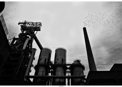 The dark soul of dying birds